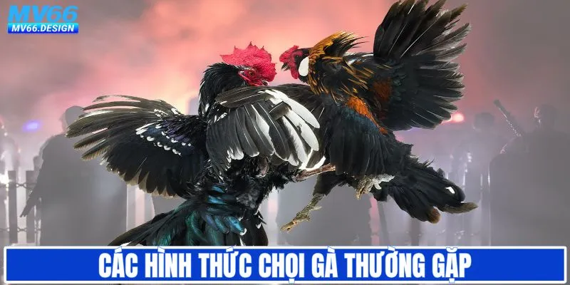 Các hình thức chọi gà thường gặp tại MV66