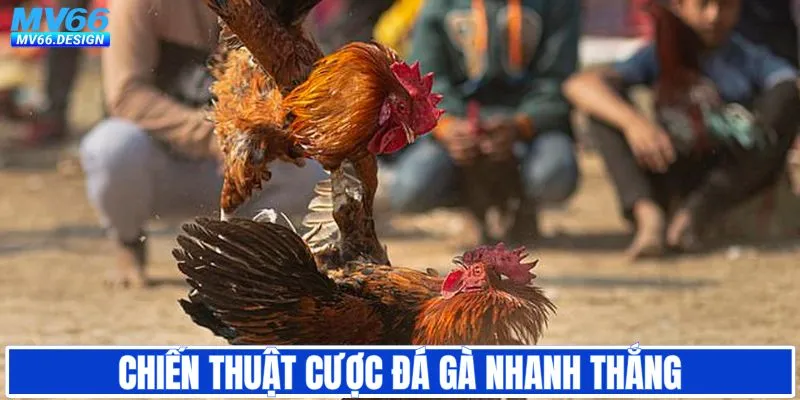 Chiến thuật chơi chọi gà nhanh thắng nhất