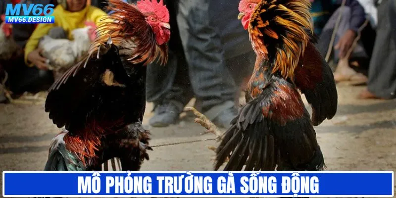 Đá gà MV66 mô phỏng trường gà sống động