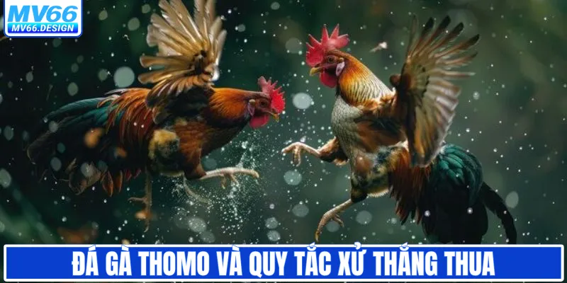 Đá gà thomo và quy tắc xử thắng thua